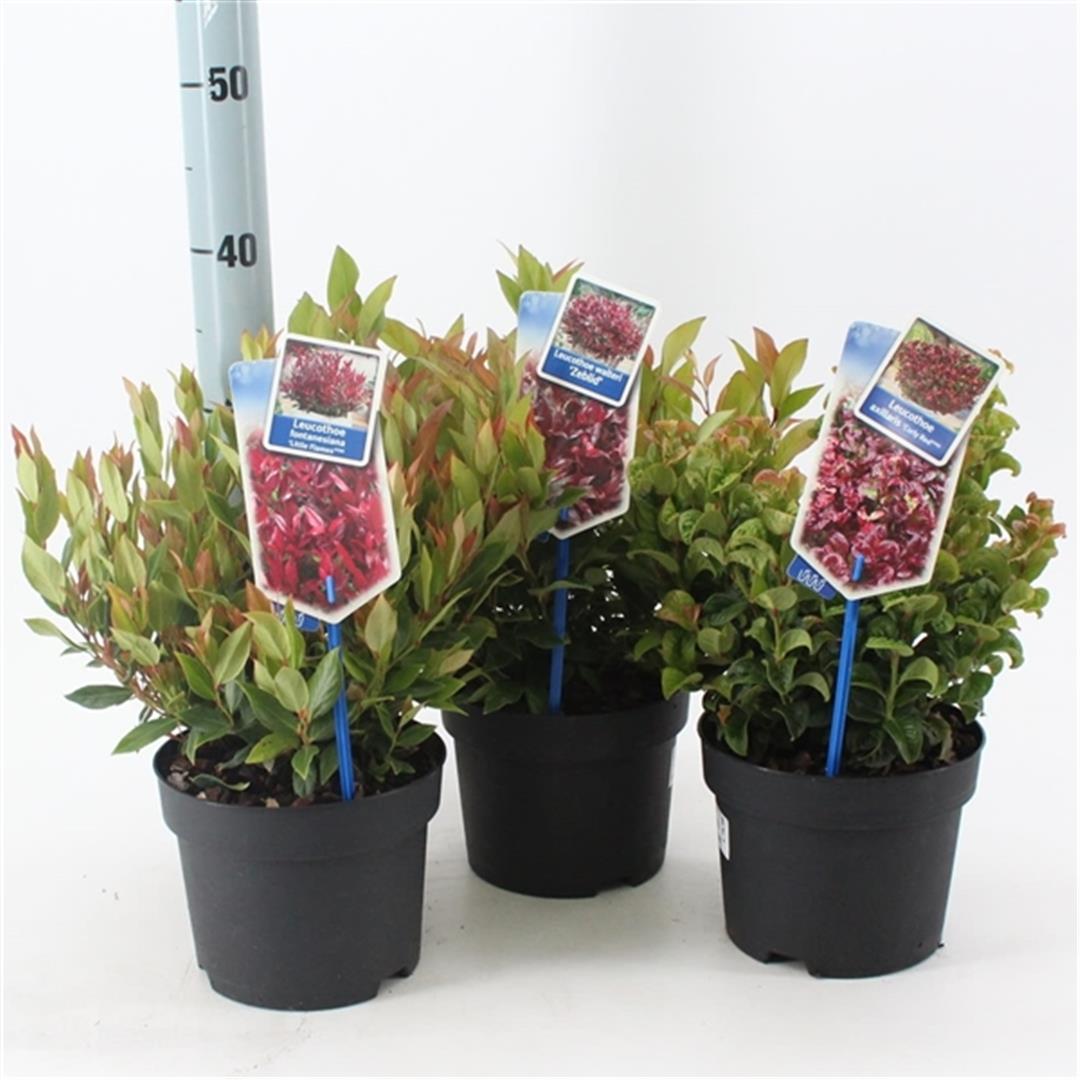Leucothoe i sorter C2 (2 liters kruka) 25-30 cm