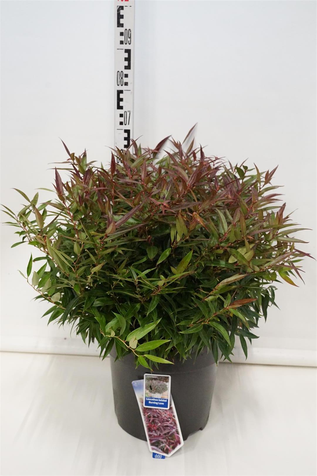Leucothoe keiskei &