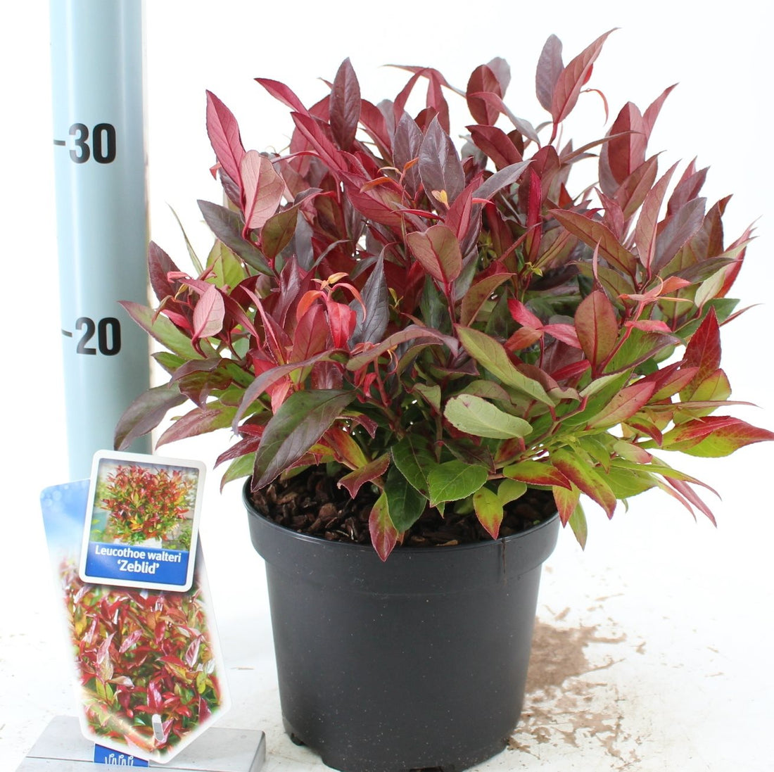 Leucothoe &