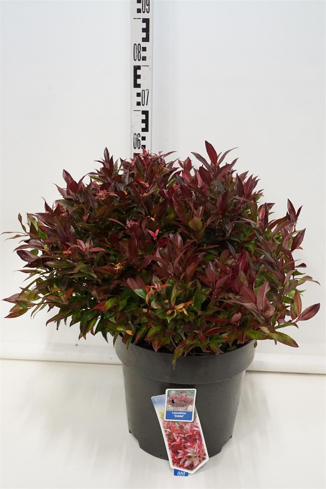 Leucothoe &