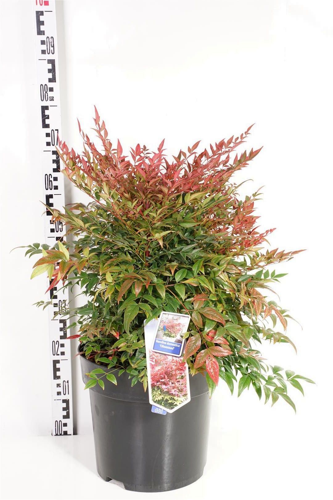 Nandina domestica &