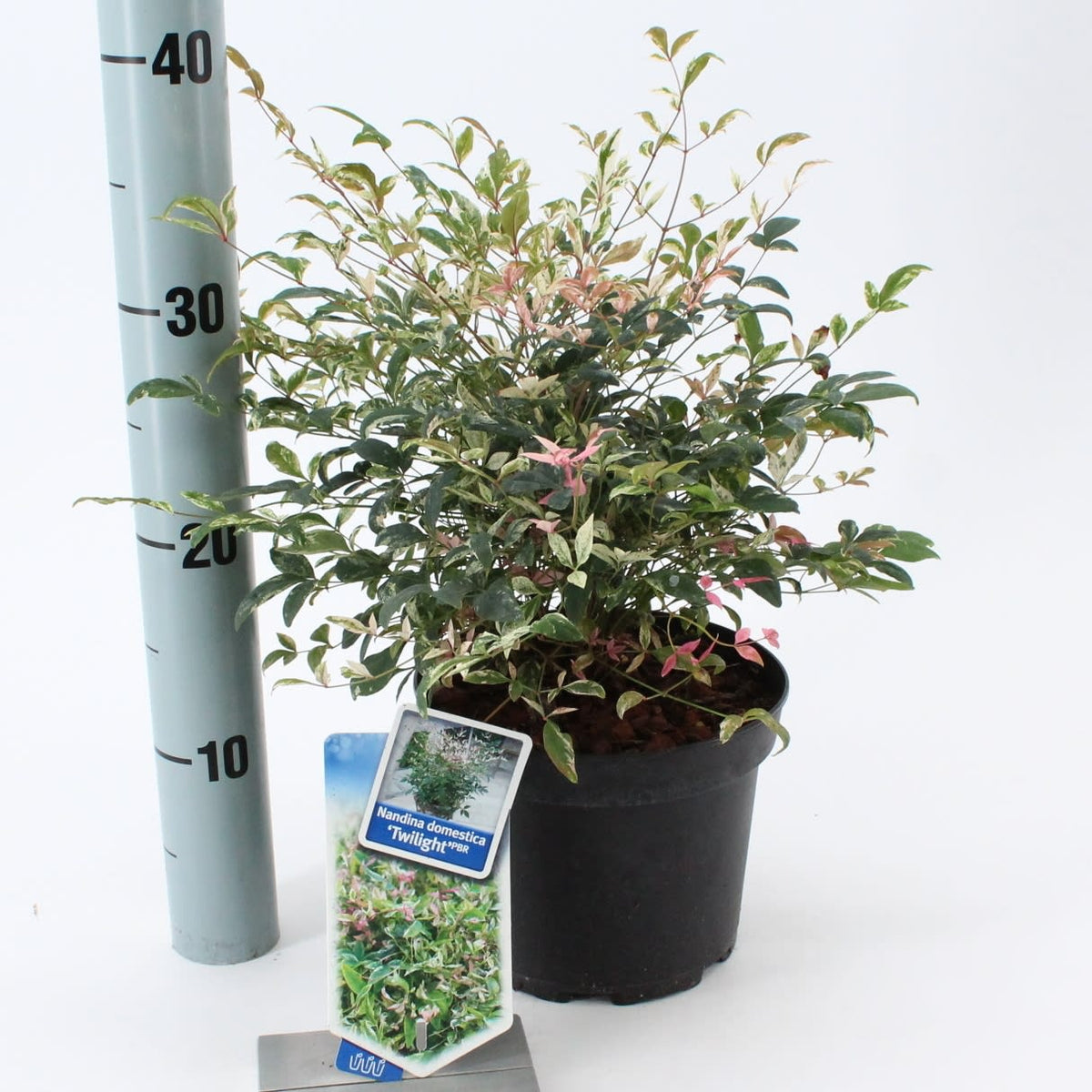 Nandina domestica &