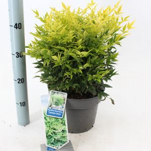Nandina i sorter C5 (5 liters kruka) / 23 cm kruka 35–40 cm
