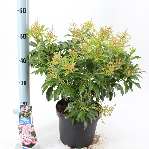 Pieris japonica &