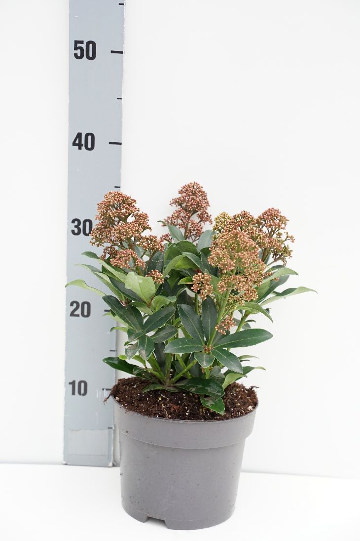 Skimmia japonica &