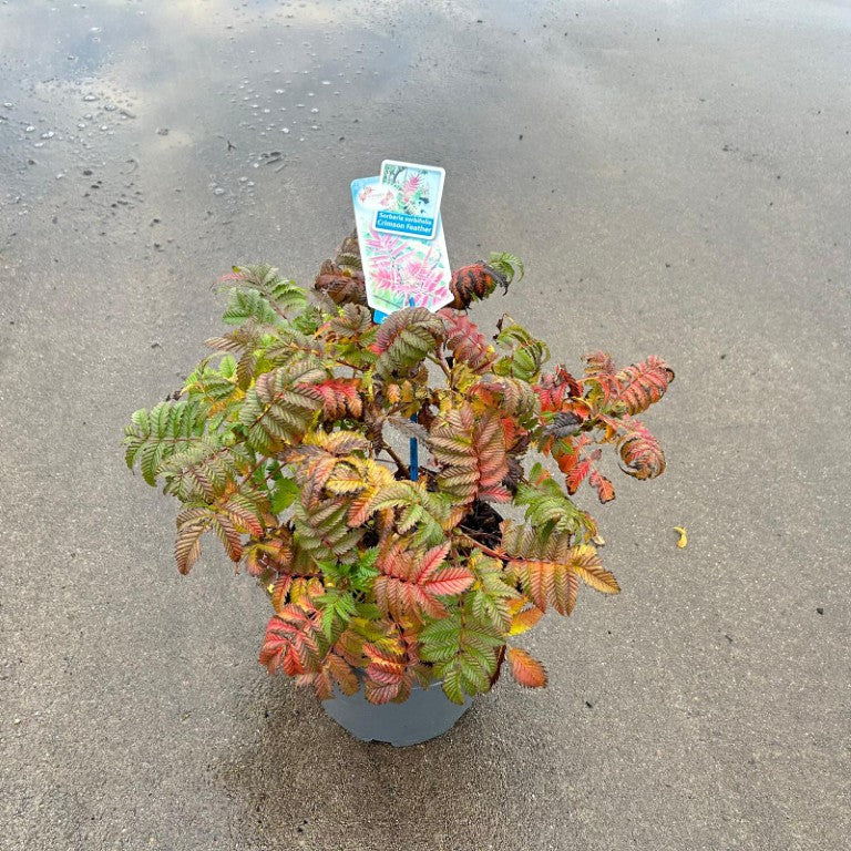 Sorbaria sorbifolia &