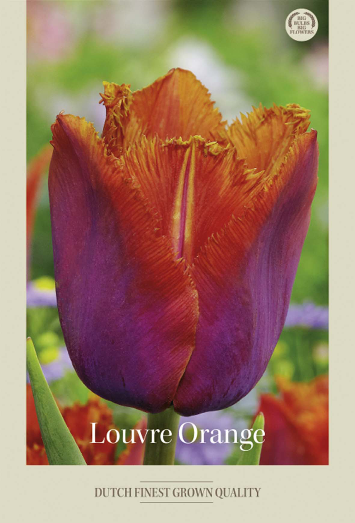 Tulpan Louvre Orange 7-pack