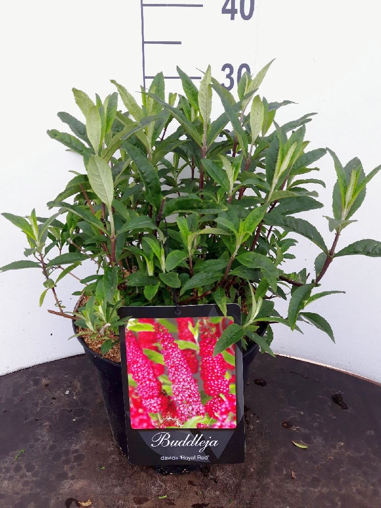 Buddleja davidii &