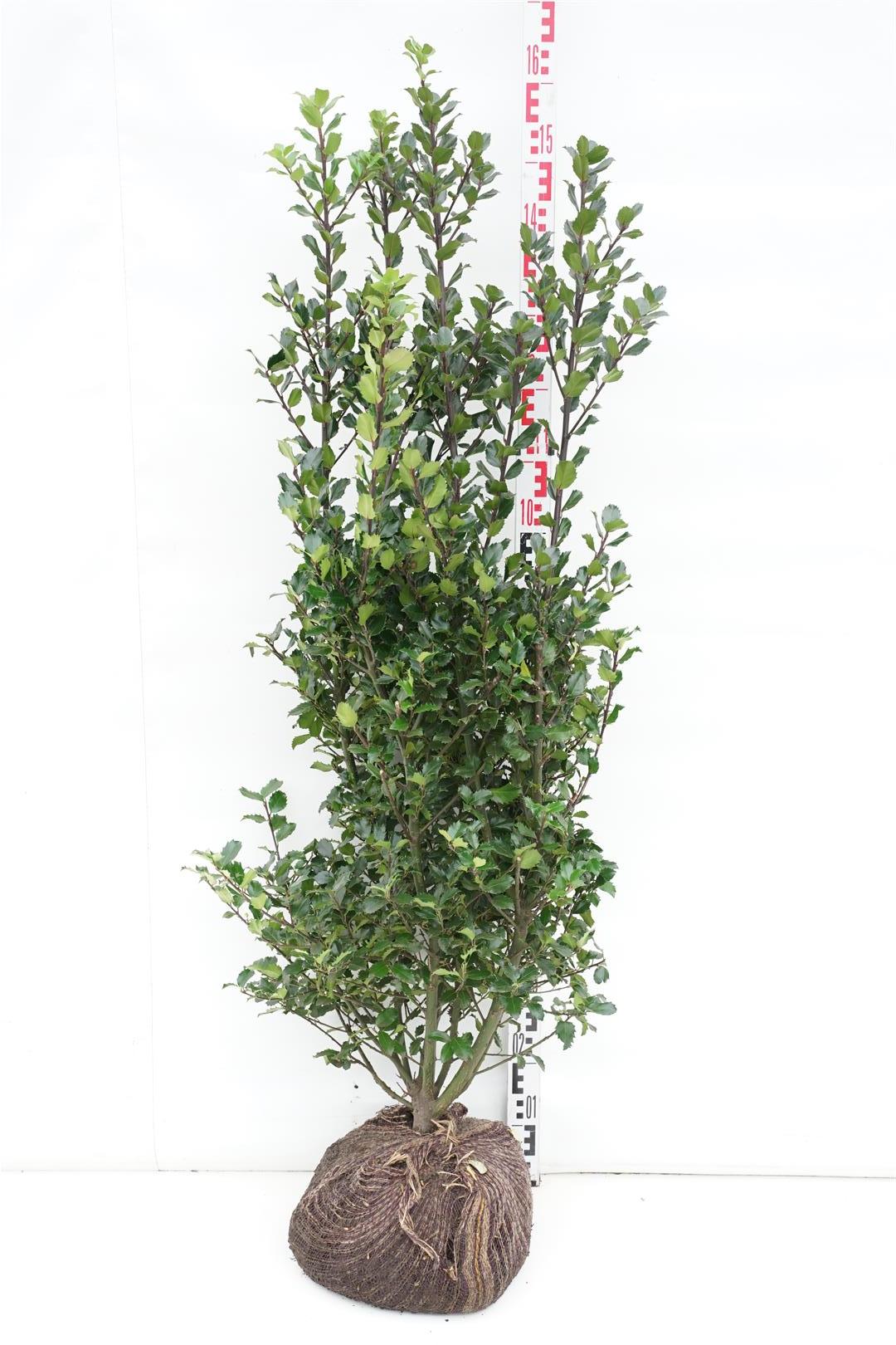 Ilex meserveae &