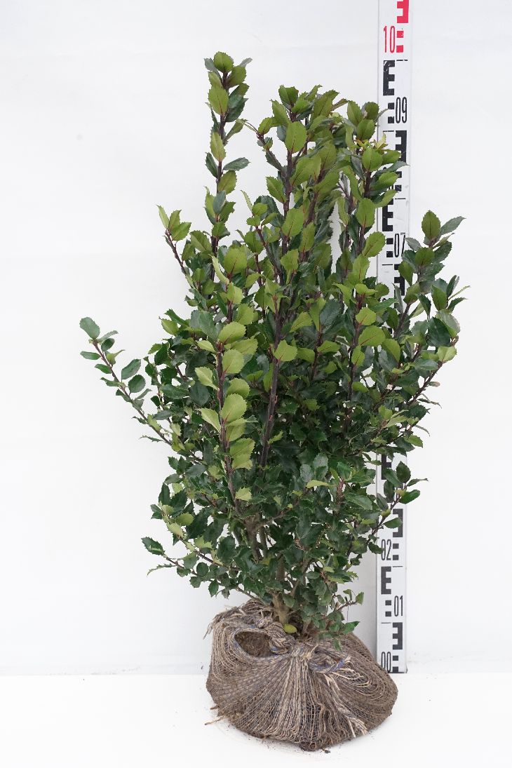 Ilex meserveae &