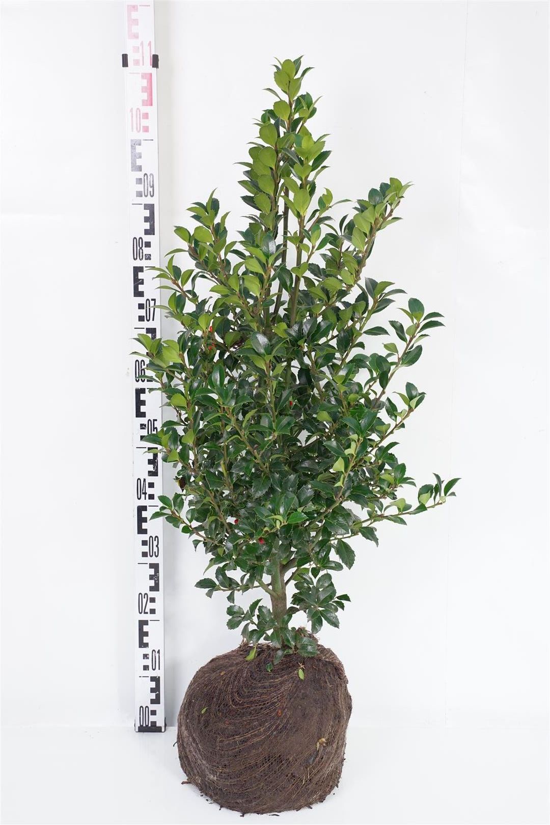 Ilex meserveae &