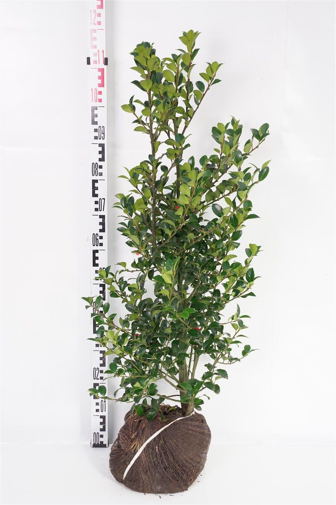 Ilex meserveae &