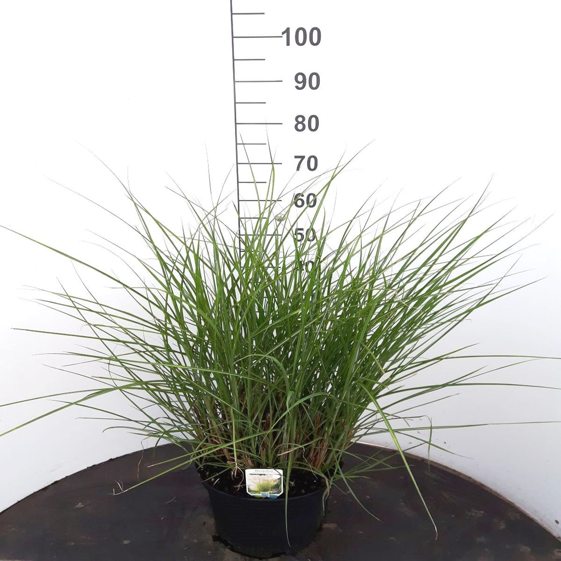 Miscanthus sin. &