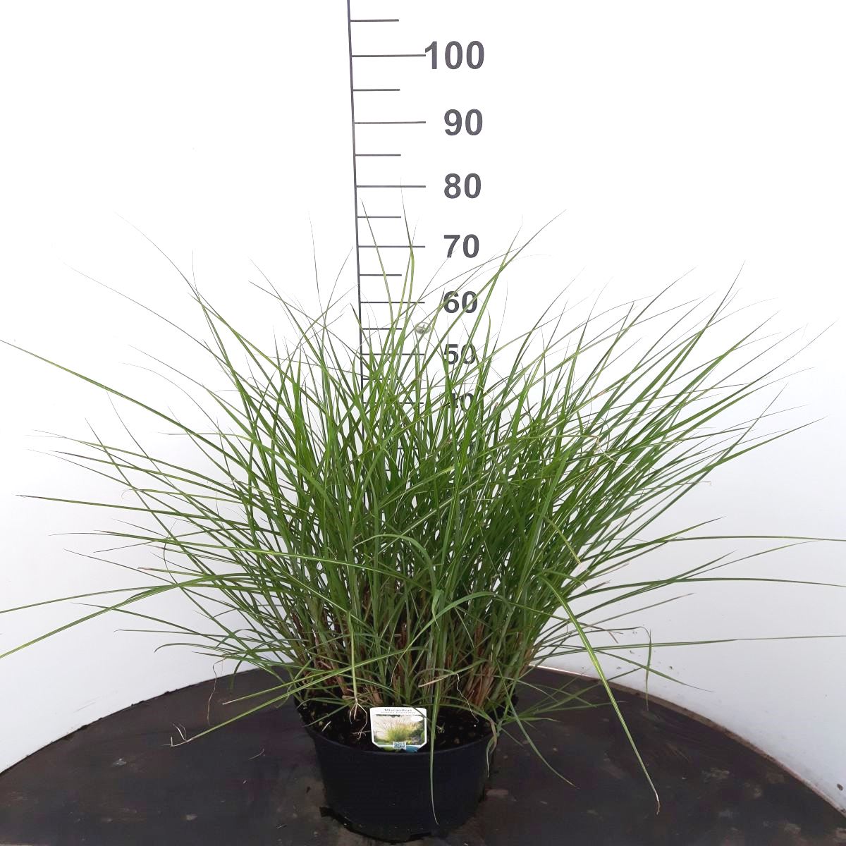Miscanthus sin. &