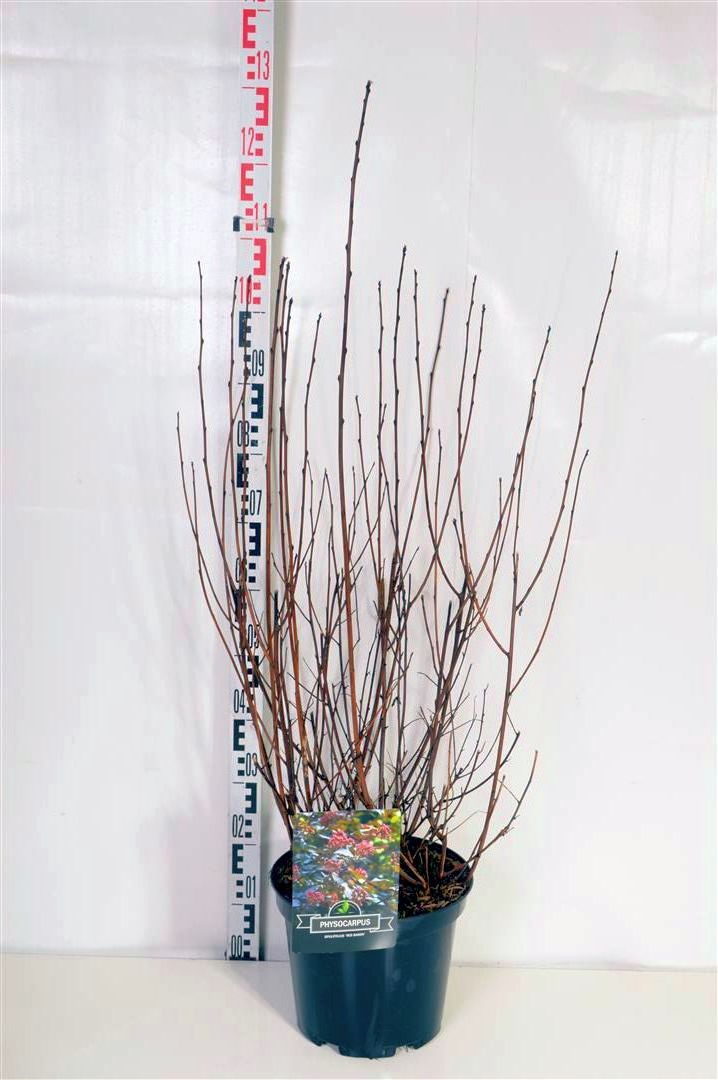 Physocarpus opulifolius &