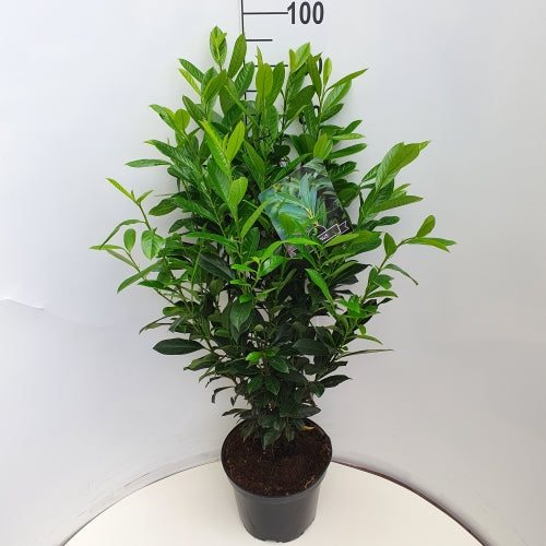 Prunus laurocerasus &
