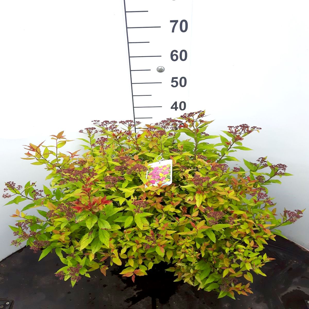 Spiraea japonica &