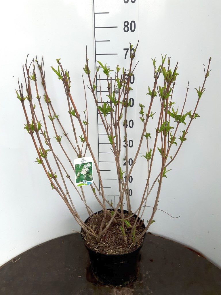 Weigela &