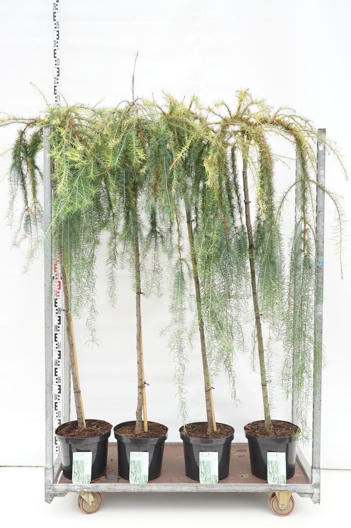 Larix kaempf. &