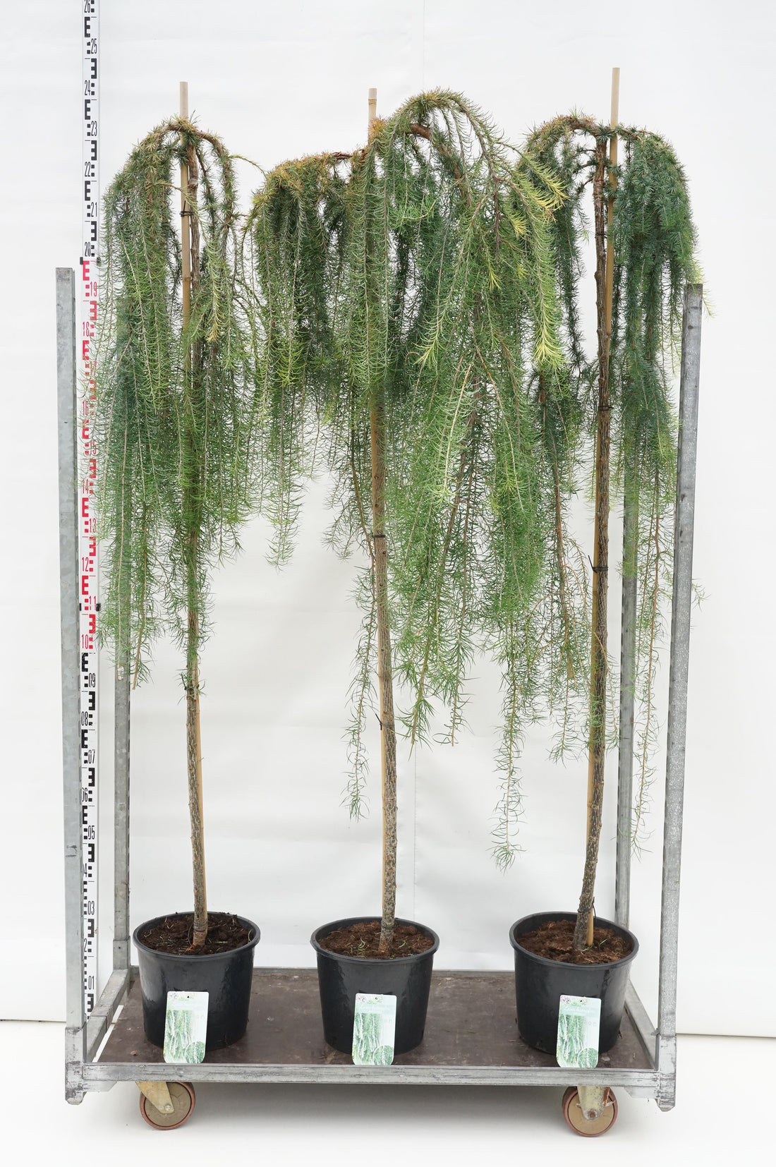 Larix kaempf. &
