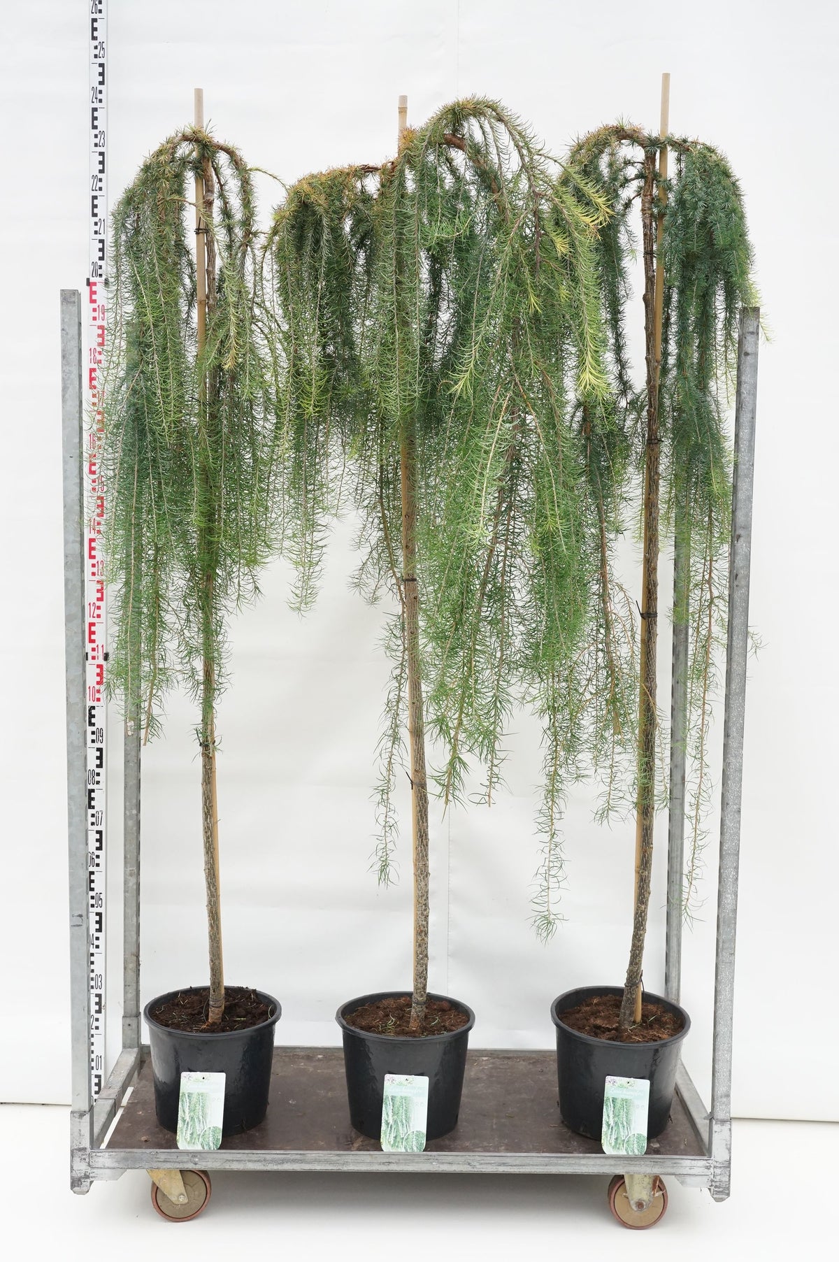 Larix kaempf. &