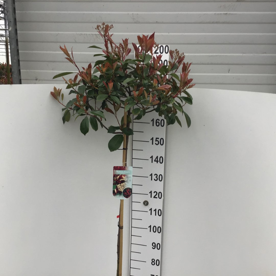 Photinia fraseri &