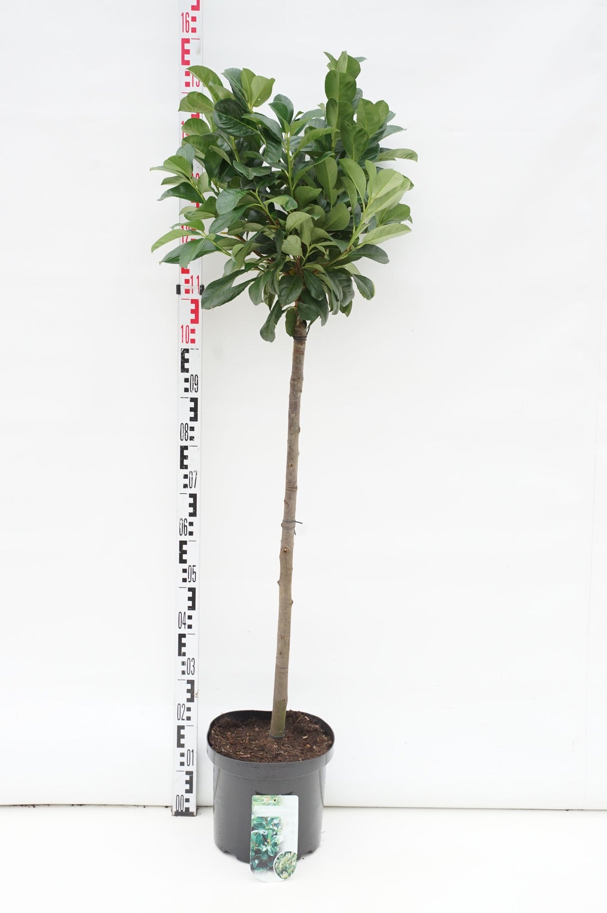 Lagerhägg Prunus laurocerasus &