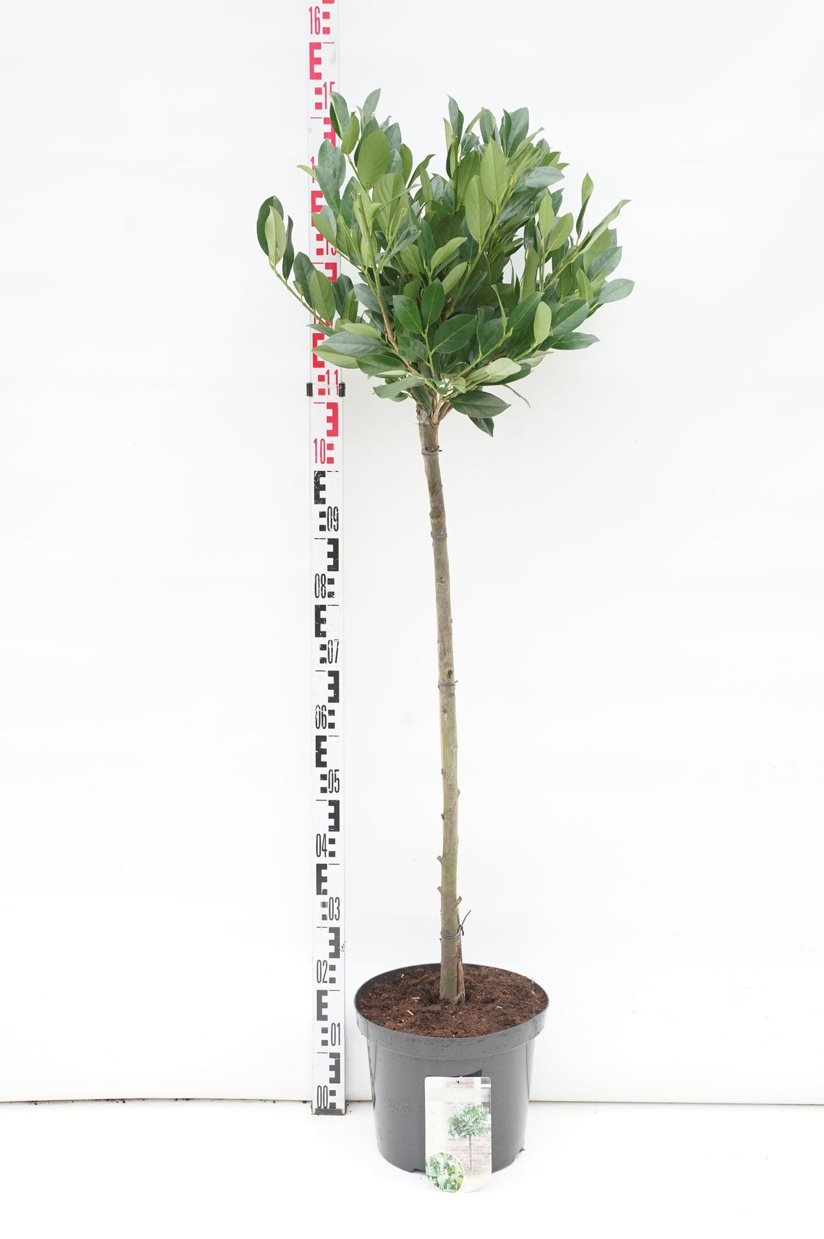 Prunus laurocerasus &