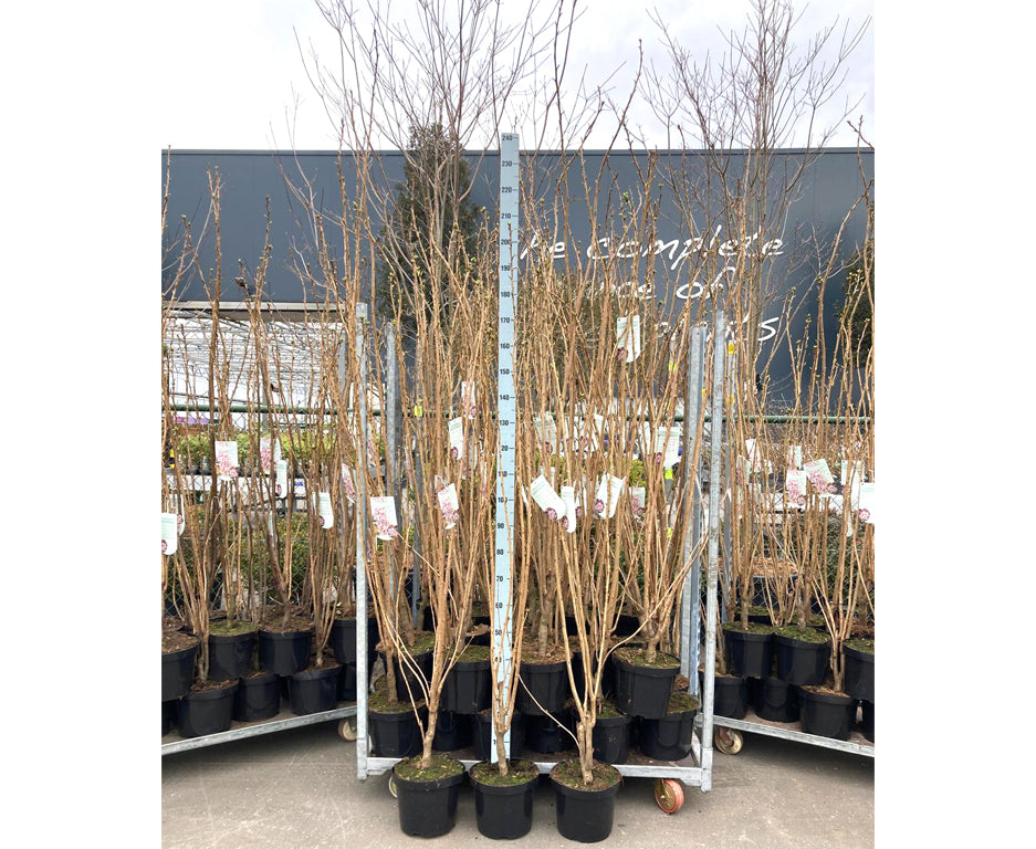 Prunus serrulata &
