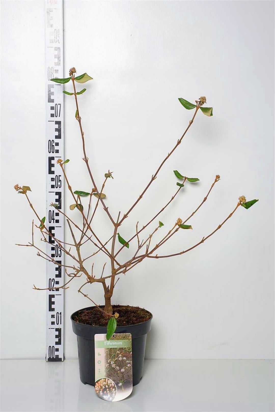 Viburnum burkwoodii C5 (5 liters kruka) / 23 cm kruka 50-60 cm
