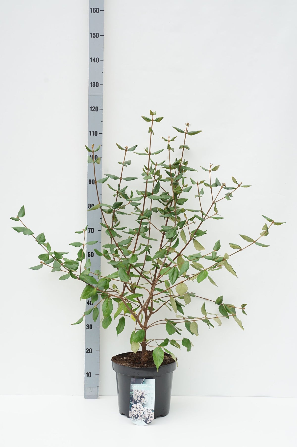 Viburnum burkwoodii C7,5 (7,5 liters kruka) 60-80 cm