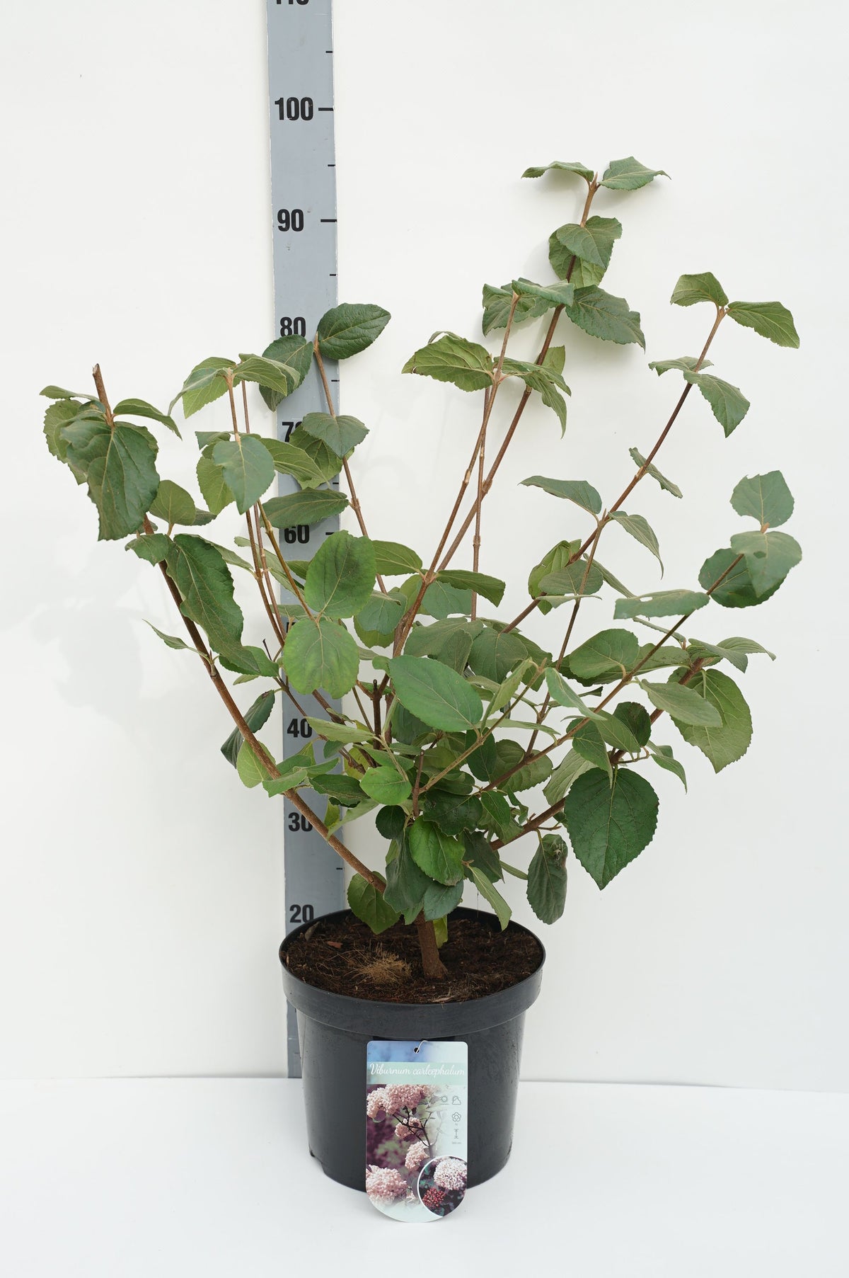 Viburnum carlcephalum C7,5 (7,5 liters kruka) 60-80 cm