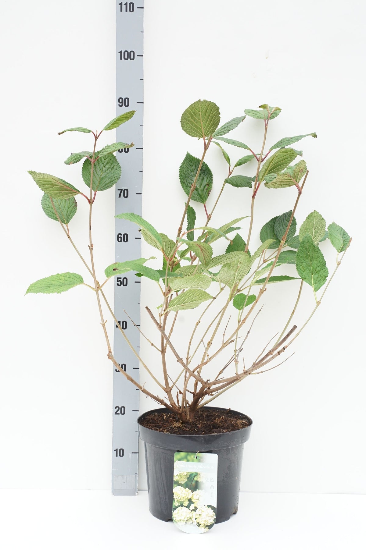Viburnum plicatum &