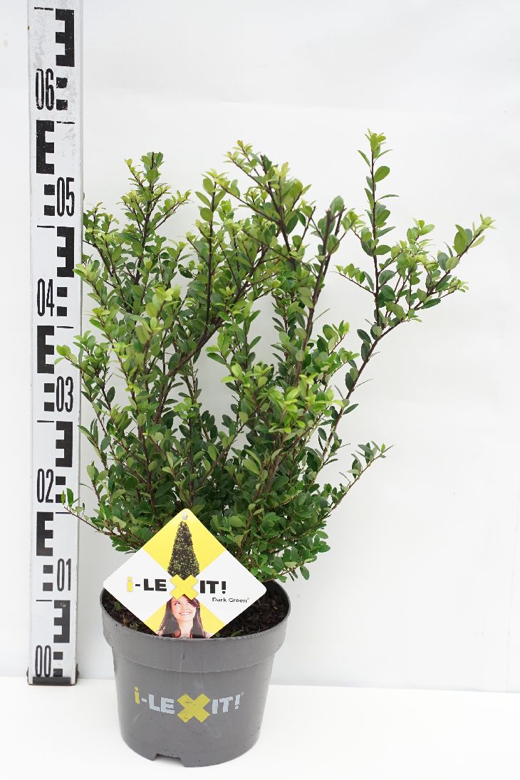 Ilex crenata &