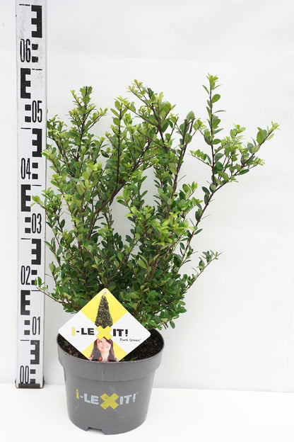 Ilex crenata &