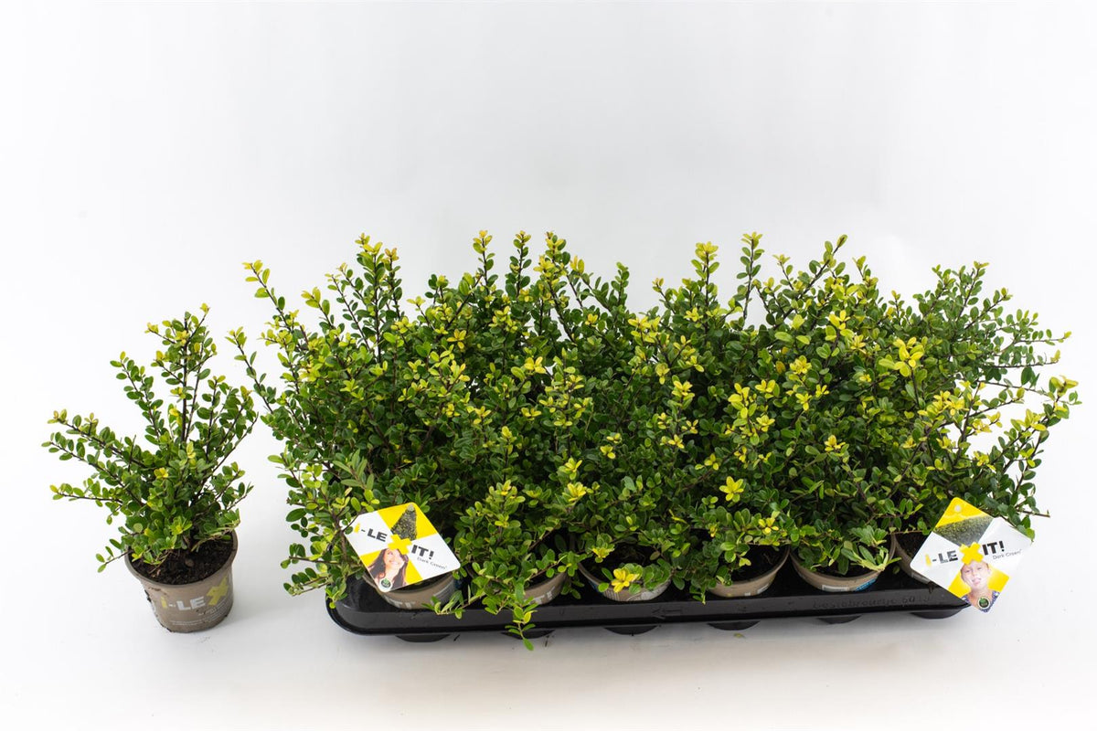 Ilex crenata &