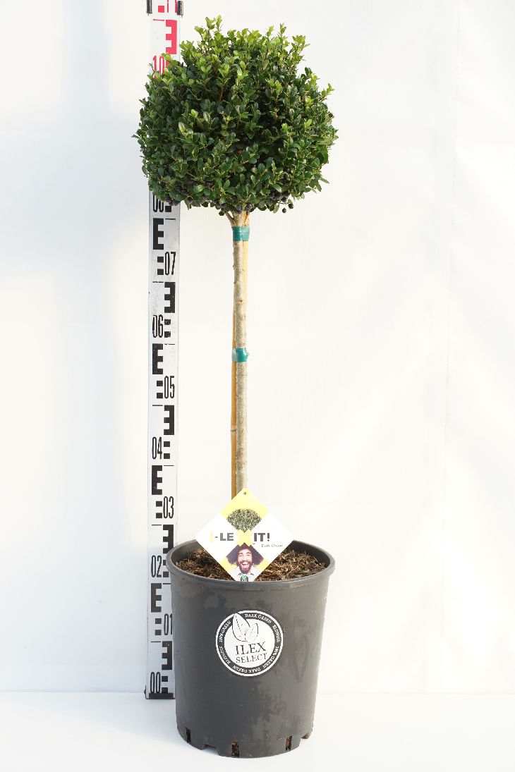 Ilex crenata &