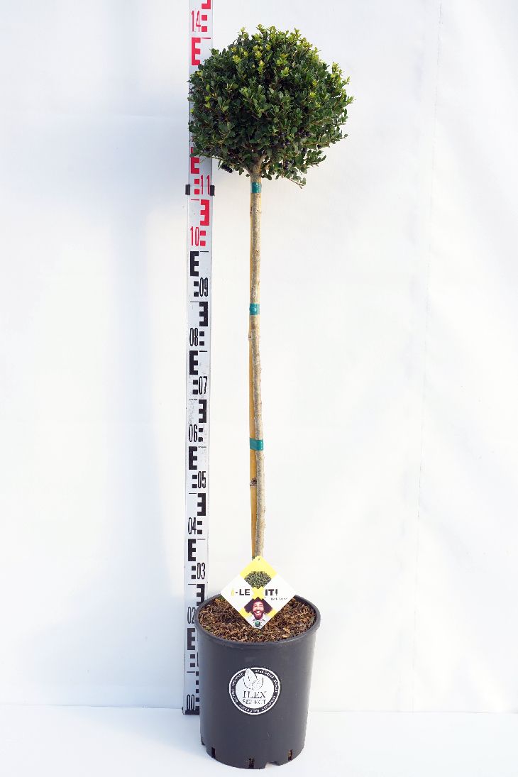 Ilex crenata &