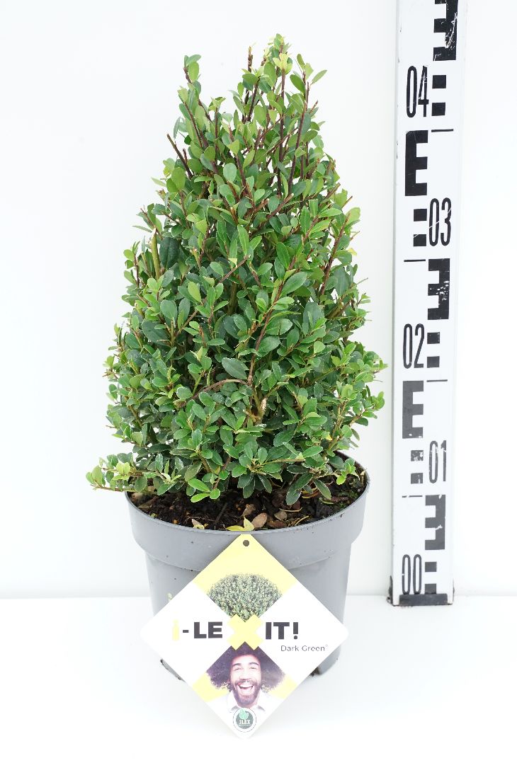 Ilex crenata &