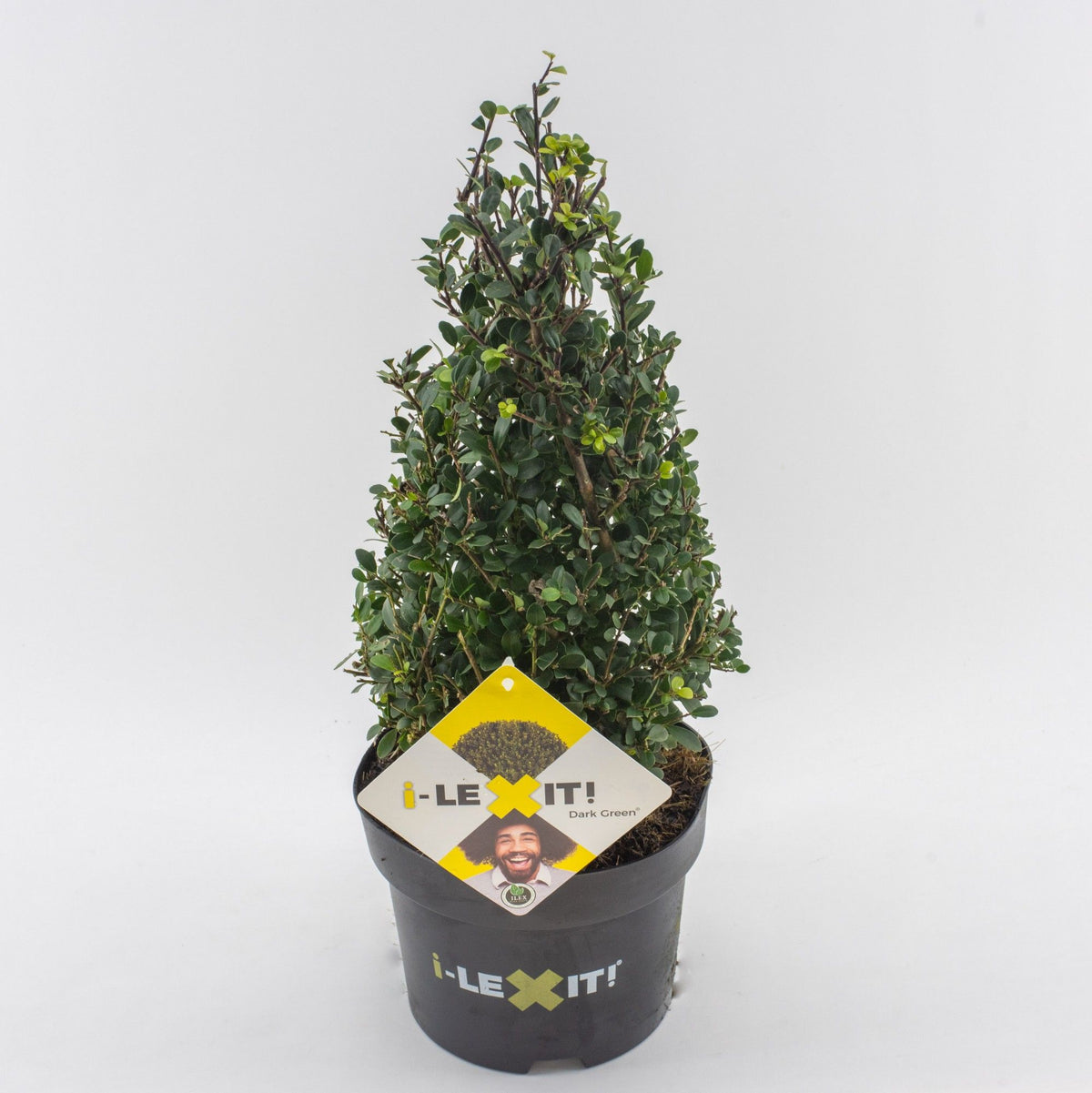 Ilex crenata &