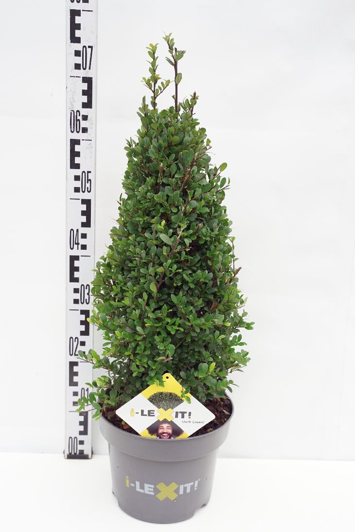 Ilex crenata &