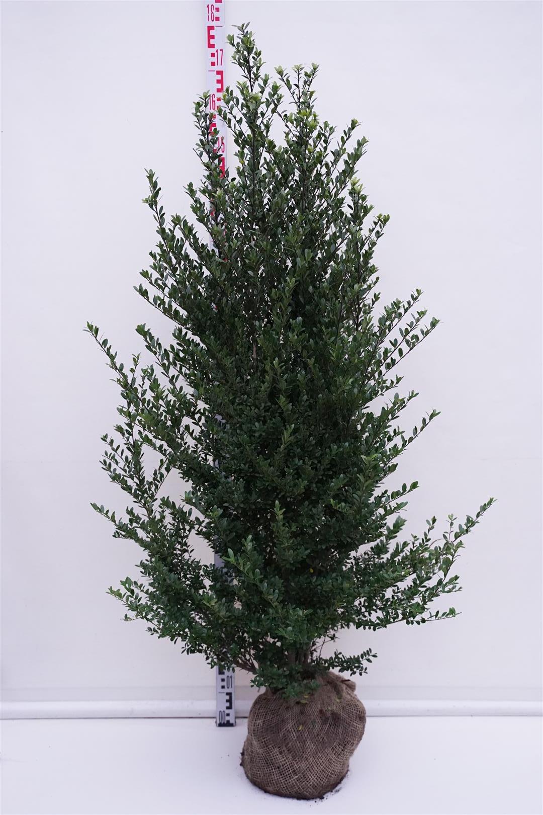 Ilex crenata &