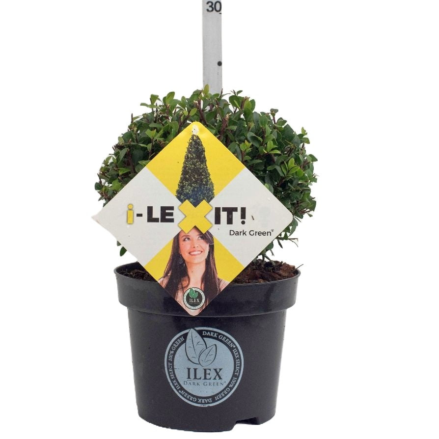 Ilex crenata &