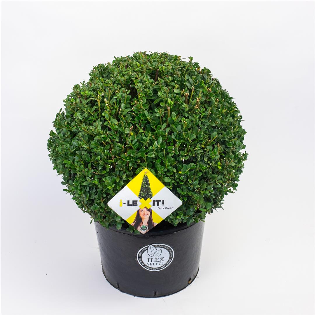 Ilex crenata &