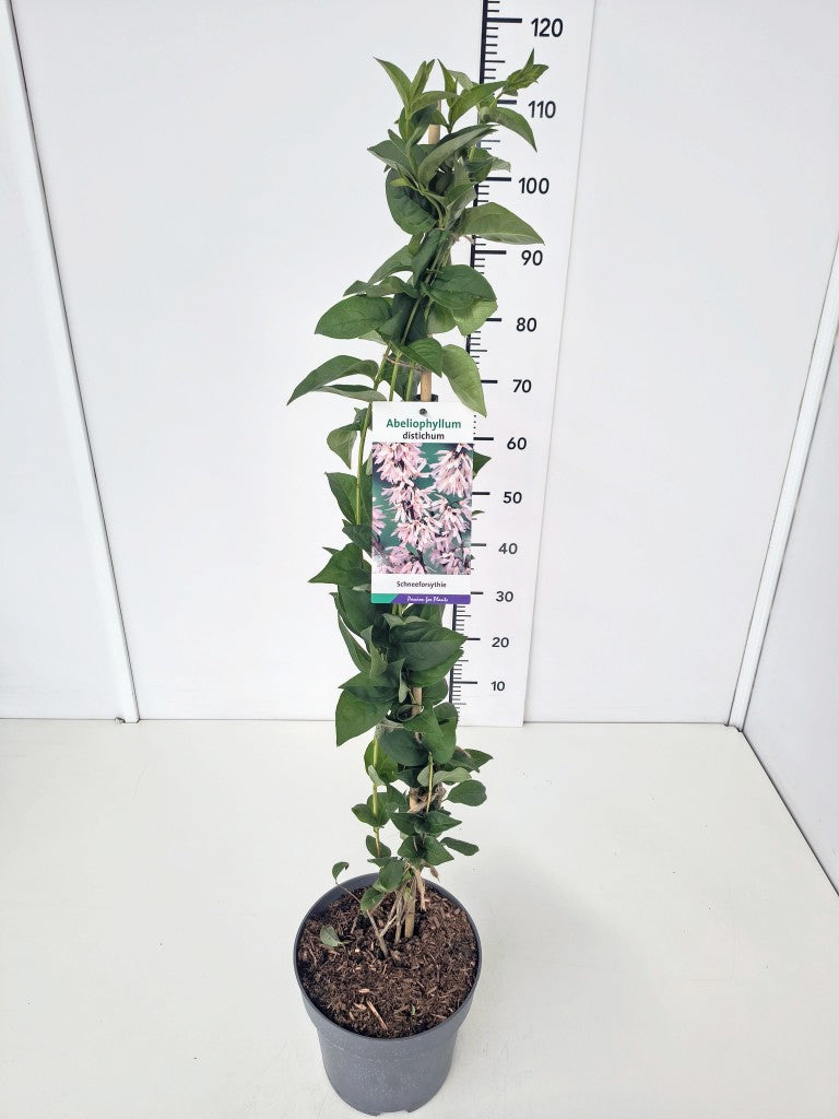 Abeliophyllum distichum C5 (5 liters kruka) 80-100 cm