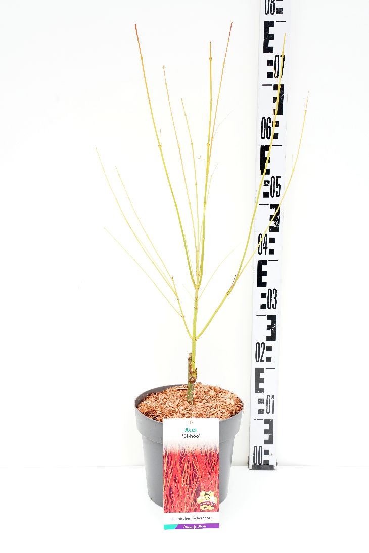 Acer palmatum &