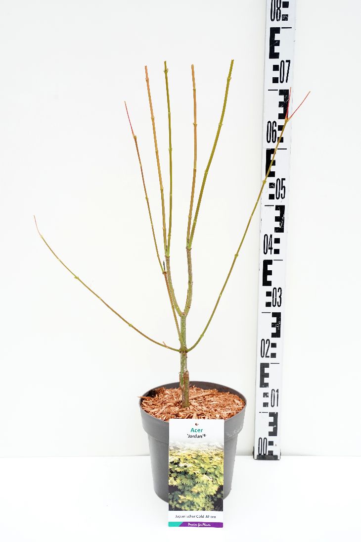 Acer shirasawanum &