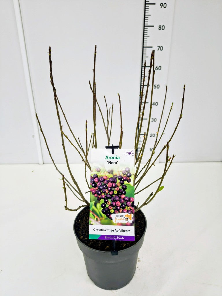 Aronia prun. &