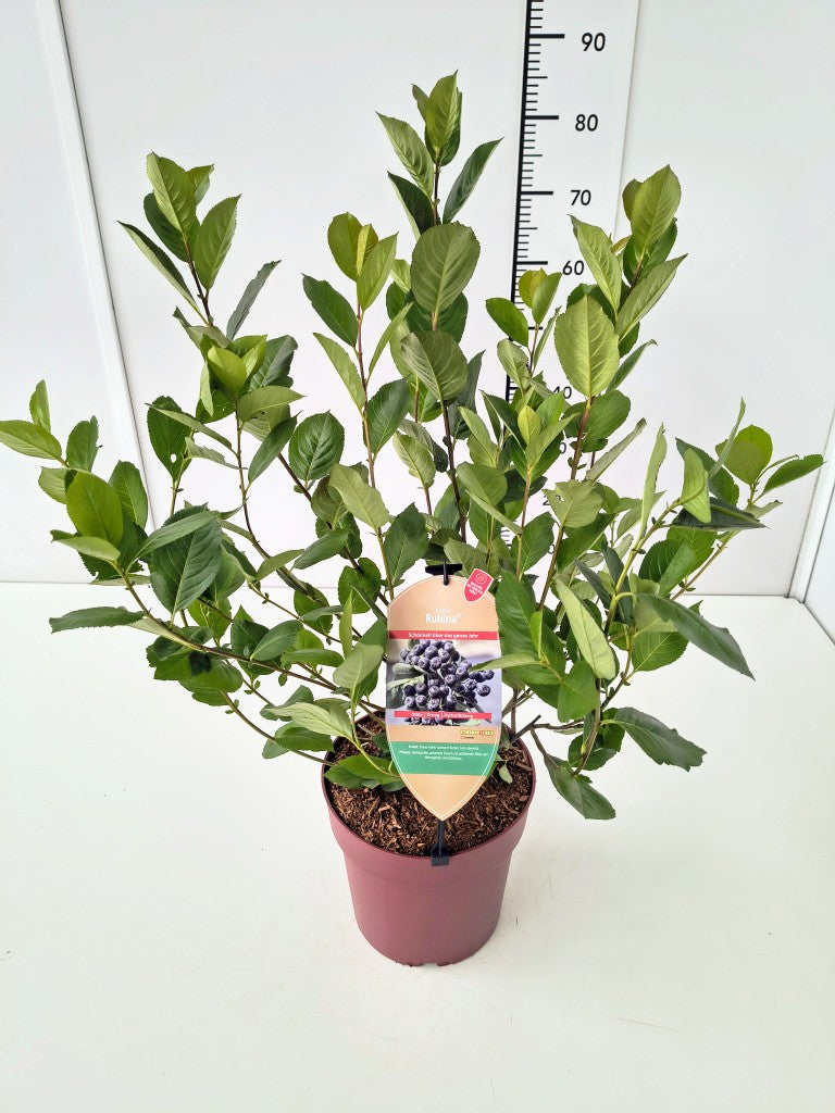 Aronia melanocarpa &