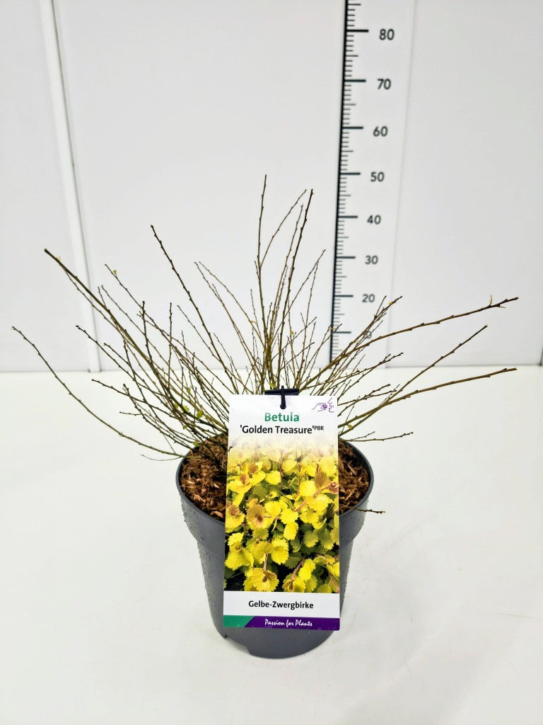 Betula nana &